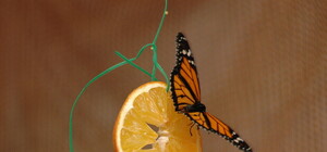 В центре Донецка открылся сад с живыми экзотическими бабочками