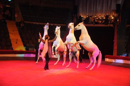 Новость - Досуг и еда - Фишки нового циркового сезона: танцующие морские львы и вальс белых лошадей