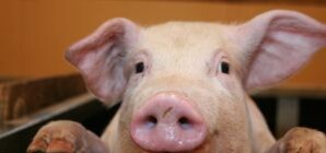 В Киеве появился поросенок-предсказатель