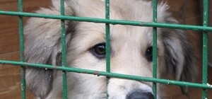 В Симферополе вновь начали отлавливать бродячих животных