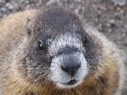 Сурок-предсказатель в очередной раз заменил главного синоптика Кульбиду