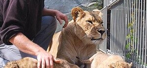 В зоопарке медведь отгрыз хвост львенку