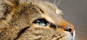 В Харькове штрафуют за кормление бродячих животных