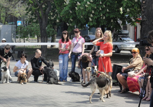 В городе прошел конкурс среди дворовых собак. Фото - reporter-ua.com