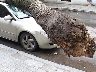 Неожиданно упавшее дерево раздавило авто и едва не убило водителя.
Фото-коллаж: iz.com.ua