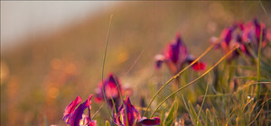 В Крыму цветут дикие ирисы