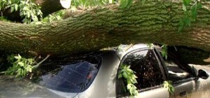 Автомобиль снес огромное дерево и перегородил въезд на Великий Луг