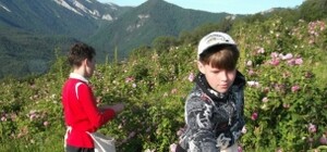 Крымская роза: из тонны лепестков получается всего 700 грамм розового масла