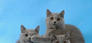 Усатые-полосатые: в Киеве пройдет выставка кошек