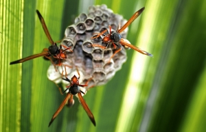 Женщину искусали осы. Фото: sxc.hu.