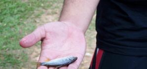 Донецкие рыбаки за свой счет запустили в 1-ый городской пруд толстолобиков