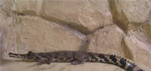 В крокодиляриум Ялты подкинули краснокнижных животных