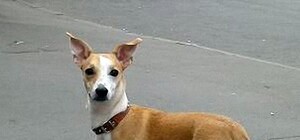 На Лукьяновке нашли джек-рассел-терьера