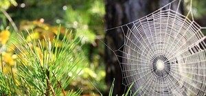 В Крыму станет больше платных пещер и лесов