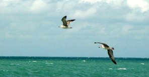 Температура воды в Днепре, Черном и Азовском море – 26 июля