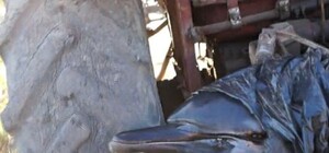 Работник крымского пансионата, привязавший дельфина к трактору, уволен