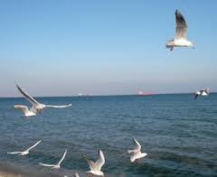 Новость - Досуг и еда - Температура воды в Днепре и Азовском море