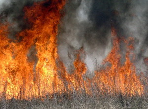 Новость - События - В Запорожье объявлен 5 уровень пожарной опасности