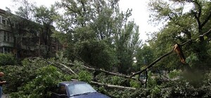 Фотофакт: на Металлургов дерево упало на две машины