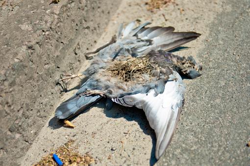 Все больше мертвых птиц можно увидеть на городских улицах. Фото: Максима Крюка