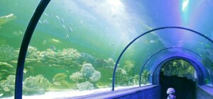 Океанариум в Дарнице: приходи смотреть на рыбу-мыслителя, опасную мурену и кормление акул