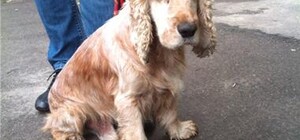 Розыск хозяев: симпатяга-спаниель, которого спасли от трамвая, ищет родной дом