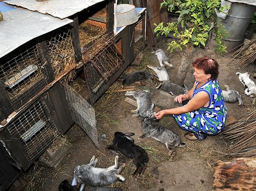 Местные жалуются: неизвестные животные разорвали домашнюю живность. Фото: gunmagazine.com.ua