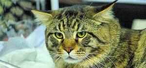 В Днепропетровске кошкам, крысам и зайцам устроили совместную выставку