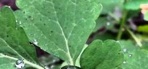 Луганск в Инстаграм: футбольный триумф Украины, первый снег и котэ