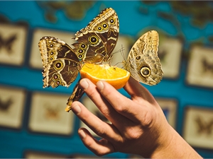 Бабочки очень любят апельсины. Фото и видео: Максим Крюк.