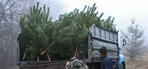 Усиленные патрули ГАИшников и лесников сторожат елки от браконьеров