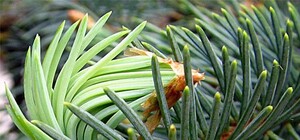 В Донецке открыт сезон ворованных елок