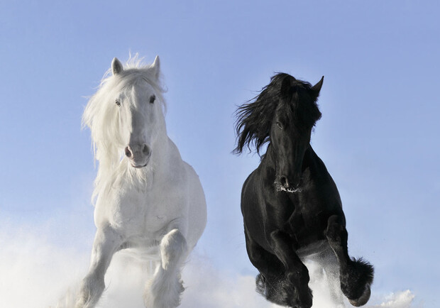 Заставочное фото: happy-horses.ru