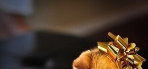 Выхлопная труба, подушка для попы и много шоколада: читатели Vgorode похвастались новогодними подарками