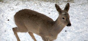 На острове Хортица из-за морозов гибнут животные