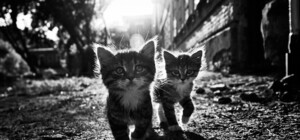 В центре Одессы будут раздавать котят и угощать блинами