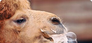 По снегам Запорожья гуляют верблюды