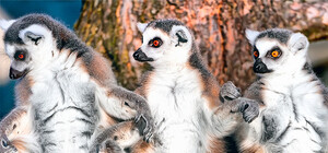 Лемур, необычная свинка и другие: какие животные появятся  в киевском зоопарке