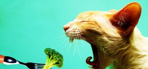 Есть корову не хочу, хочу арбуз и алычу: в каких заведениях Донецка есть вегетарианское меню