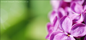 Брендовая клумба, сирень и сотня кленов: что посадят к 1-му мая