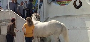 В Одессе на пляже эвакуатором вытаскивали застрявшего коня