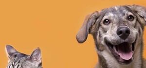 Совет Vgorode: куда пристроить домашнее животное на время вынужденного отъезда