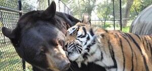 В Севастополе сегодня обсудили строительство парка тигров и медведей в Инкермане