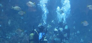 Опасный дайвинг: в Харькове двух девушек погрузили к акулам