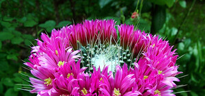 В Одессе пройдет выставка кактусов