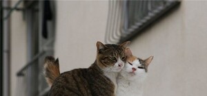 Горсовет объявил охоту на бездомных кошек