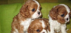 У Львові порахують домашніх улюбленців: що потрібно знати про реєстрацію тварин