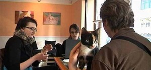 Біженці з Криму невдовзі відкриють у Львові  перше кафе для тварин