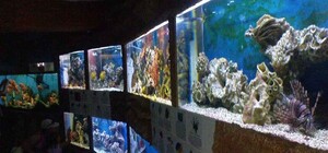 В Алуште не будут реконструировать аквариум