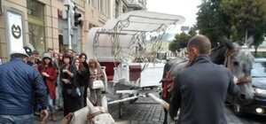 Господар кінної карети у Львові: коня налякав автомобіль і він упав